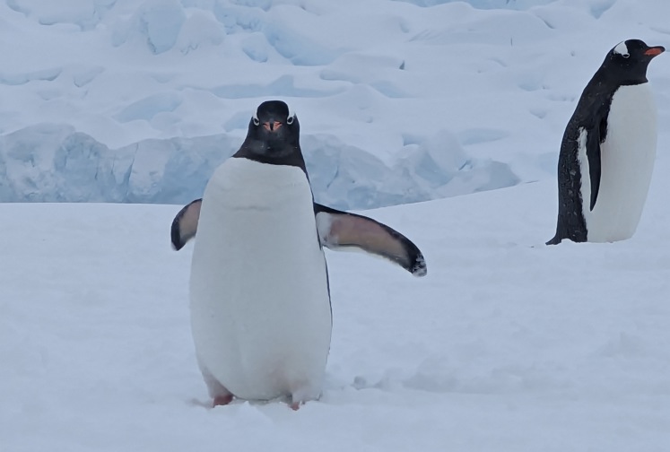 A Gentoo Penguin flaps its wings and walks on the snow in Antarctica in an image photographed by Dr Rebecca Wade in Antarctica.